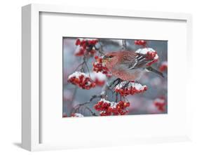 Pine Grosbeak male (Pinicola enucleator)and traffic light Oulu, Finland, December-Markus Varesvuo-Framed Photographic Print