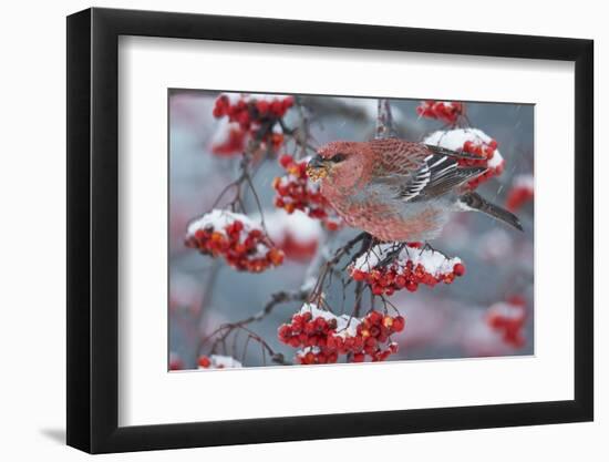 Pine Grosbeak male  (Pinicola enucleator)and traffic light Oulu, Finland, December-Markus Varesvuo-Framed Photographic Print