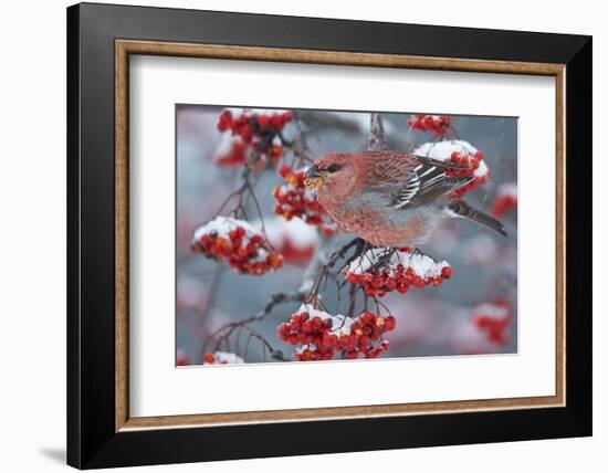 Pine Grosbeak male  (Pinicola enucleator)and traffic light Oulu, Finland, December-Markus Varesvuo-Framed Photographic Print