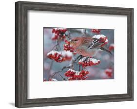 Pine Grosbeak male (Pinicola enucleator)and traffic light Oulu, Finland, December-Markus Varesvuo-Framed Photographic Print
