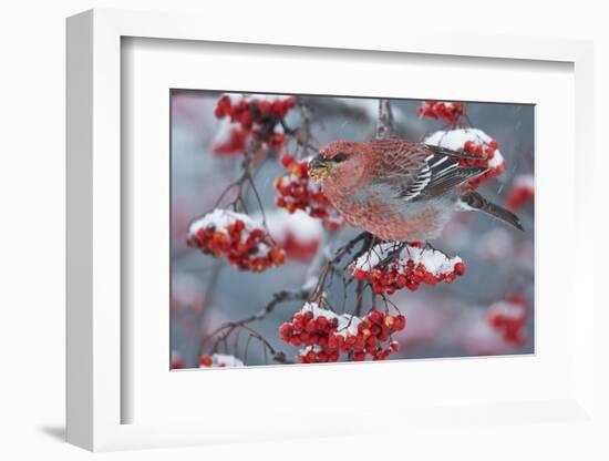 Pine Grosbeak male  (Pinicola enucleator)and traffic light Oulu, Finland, December-Markus Varesvuo-Framed Photographic Print