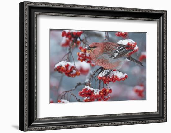 Pine Grosbeak male  (Pinicola enucleator)and traffic light Oulu, Finland, December-Markus Varesvuo-Framed Photographic Print