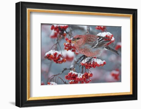 Pine Grosbeak male  (Pinicola enucleator)and traffic light Oulu, Finland, December-Markus Varesvuo-Framed Photographic Print