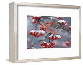 Pine Grosbeak male (Pinicola enucleator)and traffic light Oulu, Finland, December-Markus Varesvuo-Framed Photographic Print
