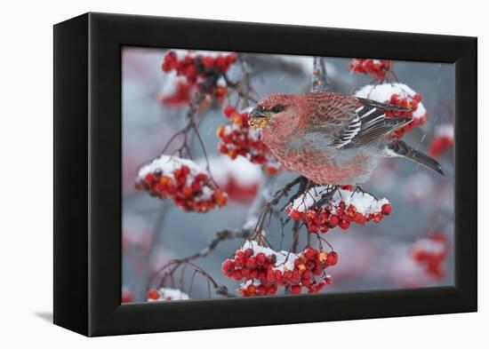 Pine Grosbeak male  (Pinicola enucleator)and traffic light Oulu, Finland, December-Markus Varesvuo-Framed Premier Image Canvas