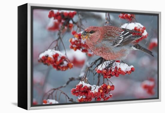 Pine Grosbeak male  (Pinicola enucleator)and traffic light Oulu, Finland, December-Markus Varesvuo-Framed Premier Image Canvas