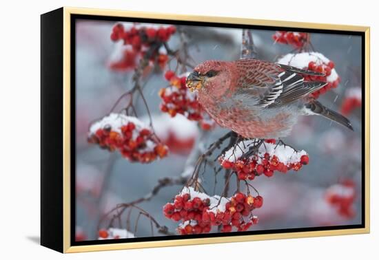 Pine Grosbeak male  (Pinicola enucleator)and traffic light Oulu, Finland, December-Markus Varesvuo-Framed Premier Image Canvas