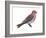 Pine Grosbeak (Pinicola Enucleator), Birds-Encyclopaedia Britannica-Framed Art Print