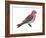 Pine Grosbeak (Pinicola Enucleator), Birds-Encyclopaedia Britannica-Framed Art Print