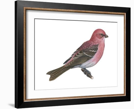 Pine Grosbeak (Pinicola Enucleator), Birds-Encyclopaedia Britannica-Framed Art Print