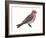 Pine Grosbeak (Pinicola Enucleator), Birds-Encyclopaedia Britannica-Framed Art Print