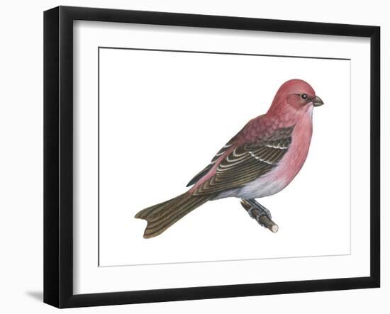 Pine Grosbeak (Pinicola Enucleator), Birds-Encyclopaedia Britannica-Framed Art Print