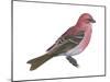 Pine Grosbeak (Pinicola Enucleator), Birds-Encyclopaedia Britannica-Mounted Art Print