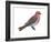 Pine Grosbeak (Pinicola Enucleator), Birds-Encyclopaedia Britannica-Framed Art Print