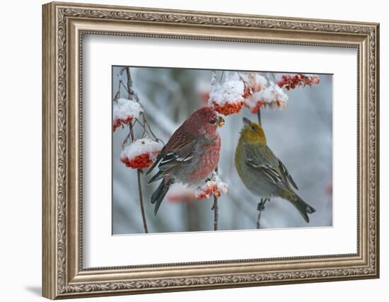 Pine grosbeak (Pinicola enucleator) male and female,  Liminka, Finland, January-Markus Varesvuo-Framed Photographic Print