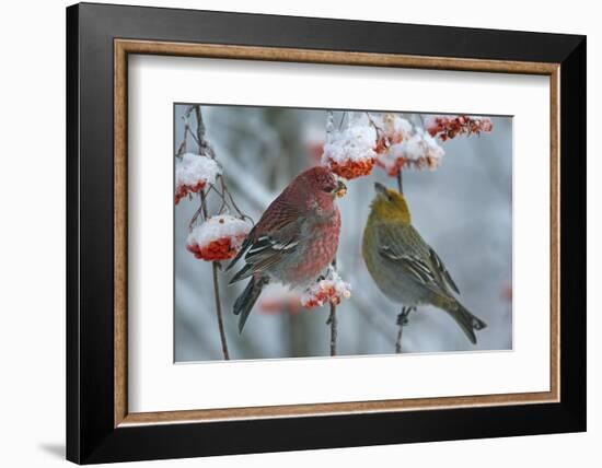 Pine grosbeak (Pinicola enucleator) male and female,  Liminka, Finland, January-Markus Varesvuo-Framed Photographic Print