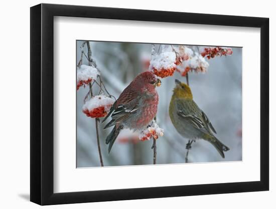 Pine grosbeak (Pinicola enucleator) male and female,  Liminka, Finland, January-Markus Varesvuo-Framed Photographic Print