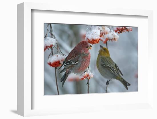 Pine grosbeak (Pinicola enucleator) male and female,  Liminka, Finland, January-Markus Varesvuo-Framed Photographic Print