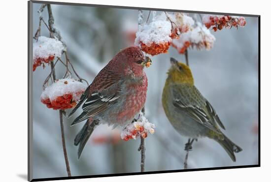 Pine grosbeak (Pinicola enucleator) male and female,  Liminka, Finland, January-Markus Varesvuo-Mounted Photographic Print