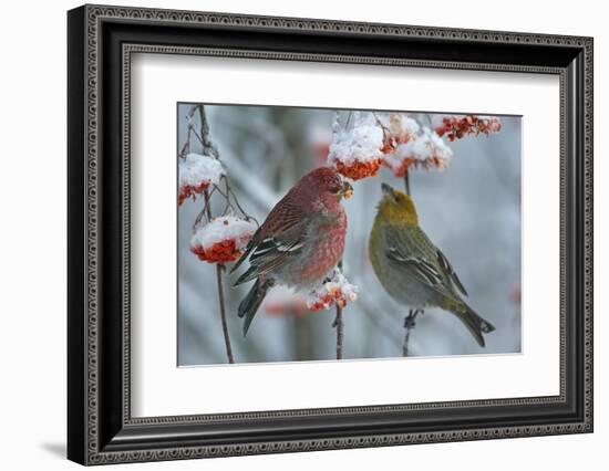 Pine grosbeak (Pinicola enucleator) male and female,  Liminka, Finland, January-Markus Varesvuo-Framed Photographic Print