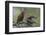 Pine grosbeak (Pinicola enucleator), male feeding juvenile, Finland, July-Jussi Murtosaari-Framed Photographic Print