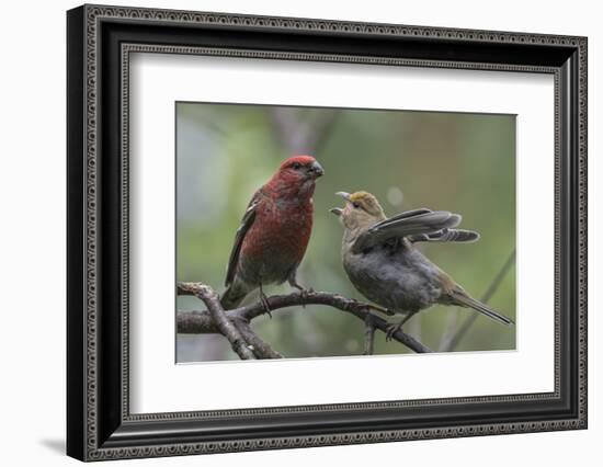 Pine grosbeak (Pinicola enucleator), male feeding juvenile, Finland, July-Jussi Murtosaari-Framed Photographic Print