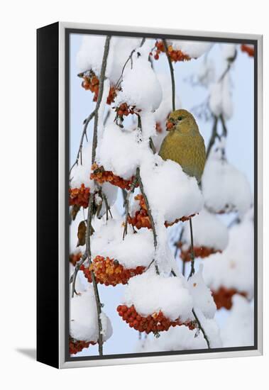 Pine grosbeak young male feeding on rowan berries covered in snow, Liminka, Finland-Markus Varesvuo-Framed Premier Image Canvas