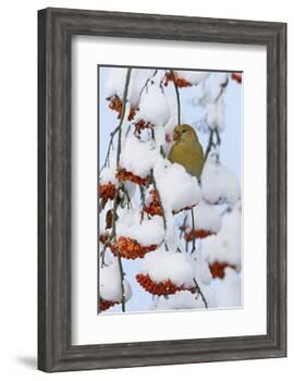 Pine grosbeak young male feeding on rowan berries covered in snow, Liminka, Finland-Markus Varesvuo-Framed Photographic Print