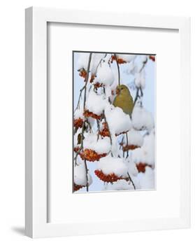 Pine grosbeak young male feeding on rowan berries covered in snow, Liminka, Finland-Markus Varesvuo-Framed Photographic Print