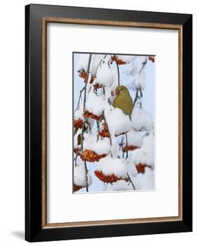 Pine grosbeak young male feeding on rowan berries covered in snow, Liminka, Finland-Markus Varesvuo-Framed Photographic Print