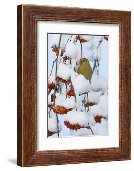 Pine grosbeak young male feeding on rowan berries covered in snow, Liminka, Finland-Markus Varesvuo-Framed Photographic Print