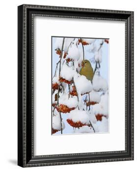Pine grosbeak young male feeding on rowan berries covered in snow, Liminka, Finland-Markus Varesvuo-Framed Photographic Print