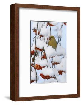 Pine grosbeak young male feeding on rowan berries covered in snow, Liminka, Finland-Markus Varesvuo-Framed Photographic Print