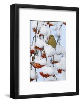 Pine grosbeak young male feeding on rowan berries covered in snow, Liminka, Finland-Markus Varesvuo-Framed Photographic Print