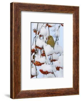 Pine grosbeak young male feeding on rowan berries covered in snow, Liminka, Finland-Markus Varesvuo-Framed Photographic Print