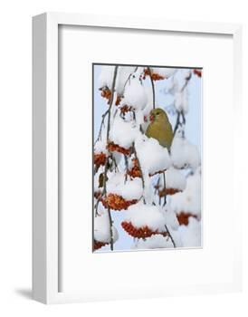 Pine grosbeak young male feeding on rowan berries covered in snow, Liminka, Finland-Markus Varesvuo-Framed Photographic Print
