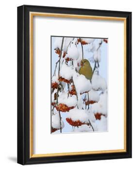 Pine grosbeak young male feeding on rowan berries covered in snow, Liminka, Finland-Markus Varesvuo-Framed Photographic Print