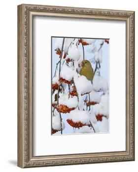 Pine grosbeak young male feeding on rowan berries covered in snow, Liminka, Finland-Markus Varesvuo-Framed Photographic Print
