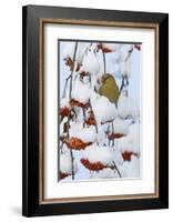 Pine grosbeak young male feeding on rowan berries covered in snow, Liminka, Finland-Markus Varesvuo-Framed Photographic Print