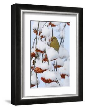 Pine grosbeak young male feeding on rowan berries covered in snow, Liminka, Finland-Markus Varesvuo-Framed Photographic Print