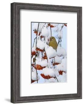 Pine grosbeak young male feeding on rowan berries covered in snow, Liminka, Finland-Markus Varesvuo-Framed Photographic Print