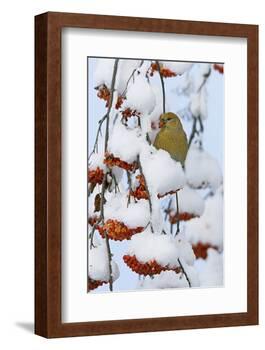 Pine grosbeak young male feeding on rowan berries covered in snow, Liminka, Finland-Markus Varesvuo-Framed Photographic Print