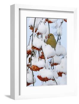 Pine grosbeak young male feeding on rowan berries covered in snow, Liminka, Finland-Markus Varesvuo-Framed Photographic Print