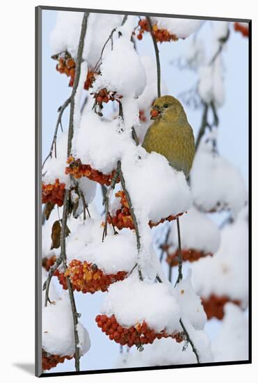 Pine grosbeak young male feeding on rowan berries covered in snow, Liminka, Finland-Markus Varesvuo-Mounted Photographic Print