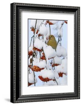Pine grosbeak young male feeding on rowan berries covered in snow, Liminka, Finland-Markus Varesvuo-Framed Photographic Print