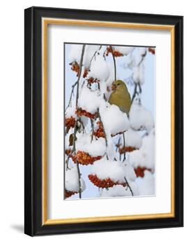Pine grosbeak young male feeding on rowan berries covered in snow, Liminka, Finland-Markus Varesvuo-Framed Photographic Print
