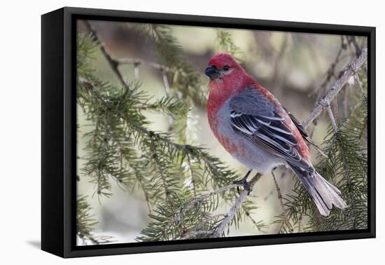 Pine Grosbeak-Ken Archer-Framed Premier Image Canvas