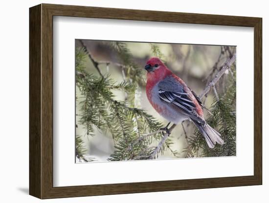 Pine Grosbeak-Ken Archer-Framed Photographic Print