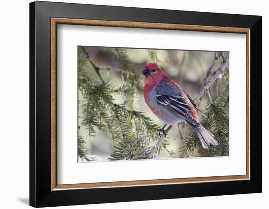 Pine Grosbeak-Ken Archer-Framed Photographic Print