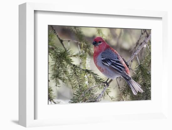 Pine Grosbeak-Ken Archer-Framed Photographic Print